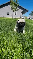 Teddy, a male Pug for sale in Goshen, IN – Photo 7 of 9