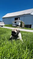 Teddy, a male Pug for sale in Goshen, IN – Photo 2 of 9