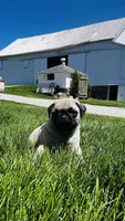 Teddy, a male Pug for sale in Goshen, IN – Photo 1 of 9