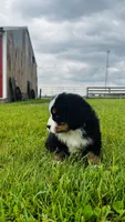 Sullivan, a male Bernese Mountain Dog for sale in Goshen, IN – 4 of 10