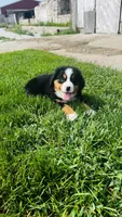 Svea, a male Bernese Mountain Dog for sale in Goshen, IN – 1 of 10