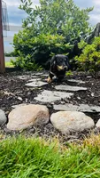 Zeke, a male Miniature Dachshund for sale in Goshen, IN – 2 of 10