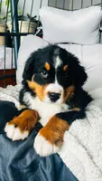 Willy, a male Bernese Mountain Dog for sale in Goshen, IN – Photo 2 of 7