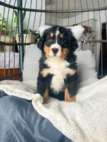 Willy, a male Bernese Mountain Dog for sale in Goshen, IN – Photo 1 of 7