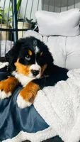 Willy, a male Bernese Mountain Dog for sale in Goshen, IN – Photo 6 of 7
