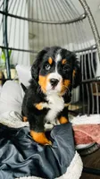 Willy, a male Bernese Mountain Dog for sale in Goshen, IN – Photo 5 of 7
