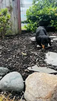 Zander, a male Miniature Dachshund for sale in Goshen, IN – 4 of 10