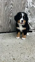 Vivienne, a female Bernese Mountain Dog for sale in Goshen, IN – 3 of 10