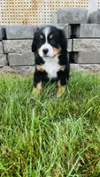 Zermatt, a male Bernese Mountain Dog for sale in Goshen, IN – 5 of 10