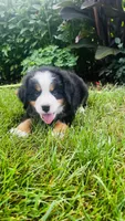 Summit, a male Bernese Mountain Dog for sale in Goshen, IN – 4 of 10