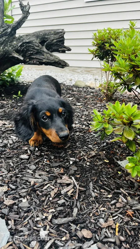 Zander – Miniature Dachshund puppy for sale in Goshen, IN