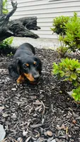 Zander, a male Miniature Dachshund for sale in Goshen, IN – 1 of 10