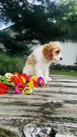 Mason, a male Cavalier King Charles Spaniel and Poodle - Miniature  for sale in Goshen, IN – 8 of 10