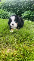 Summit, a male Bernese Mountain Dog for sale in Goshen, IN – 6 of 10