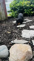 Zander, a male Miniature Dachshund for sale in Goshen, IN – 9 of 10