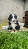 Alp, a male Bernese Mountain Dog for sale in Goshen, IN – 10 of 10
