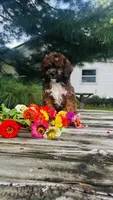 Max, a male Cavalier King Charles Spaniel and Poodle - Miniature  for sale in Goshen, IN – 4 of 10