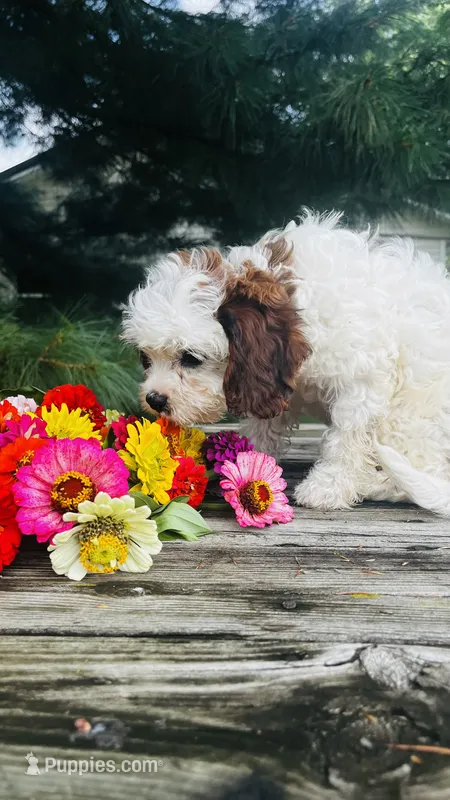 Milo – Cavalier King Charles Spaniel, Poodle - Miniature  puppy for sale in Goshen, IN