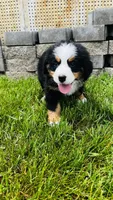 Remington, a male Bernese Mountain Dog for sale in Goshen, IN – 9 of 10