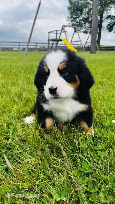 Roman, a male Bernese Mountain Dog for sale in Goshen, IN – 1 of 8
