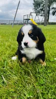 Roman, a male Bernese Mountain Dog for sale in Goshen, IN – 1 of 8