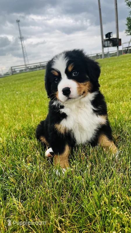Everett – Bernese Mountain Dog puppy for sale in Goshen, IN