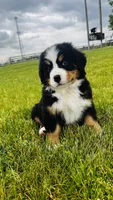 Everett, a male Bernese Mountain Dog for sale in Goshen, IN – 1 of 10