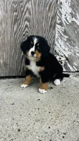 Vivienne, a female Bernese Mountain Dog for sale in Goshen, IN – 7 of 10