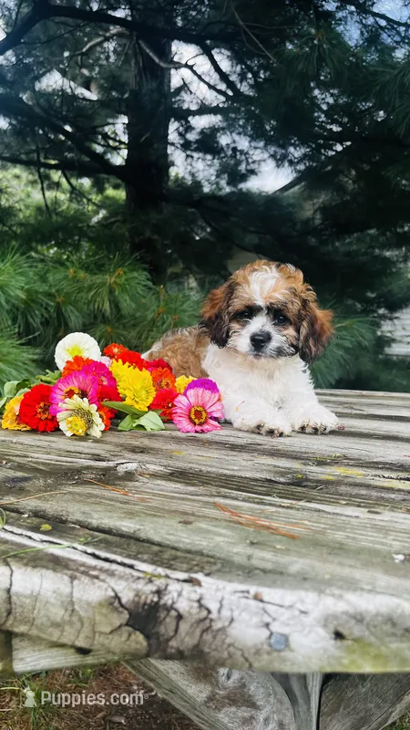 Maverick – Cavalier King Charles Spaniel, Poodle - Miniature  puppy for sale in Goshen, IN