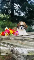 Maverick, a male Cavalier King Charles Spaniel and Poodle - Miniature  for sale in Goshen, IN – 1 of 10