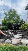 Zeke, a male Miniature Dachshund for sale in Goshen, IN – 9 of 10