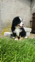 Alp, a male Bernese Mountain Dog for sale in Goshen, IN – 7 of 10