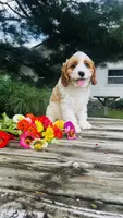 Mason, a male Cavalier King Charles Spaniel and Poodle - Miniature  for sale in Goshen, IN – 9 of 10
