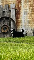 Remington, a male Bernese Mountain Dog for sale in Goshen, IN – 2 of 10