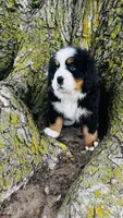 Callahan, a male Bernese Mountain Dog for sale in Goshen, IN – 5 of 10