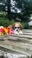 Maverick, a male Cavalier King Charles Spaniel and Poodle - Miniature  for sale in Goshen, IN – 10 of 10
