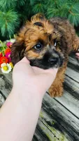 Maddie, a female Cavalier King Charles Spaniel and Poodle - Miniature  for sale in Goshen, IN – 10 of 10