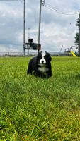 Montgomery, a male Bernese Mountain Dog for sale in Goshen, IN – 2 of 10