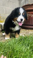 Alp, a male Bernese Mountain Dog for sale in Goshen, IN – 3 of 10