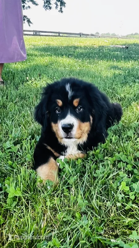 Charles – Bernese Mountain Dog puppy for sale in Goshen, IN