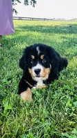Charles, a male Bernese Mountain Dog for sale in Goshen, IN – 1 of 10