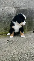 Bennett, a male Bernese Mountain Dog for sale in Goshen, IN – 4 of 10