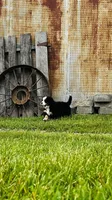 Remington, a male Bernese Mountain Dog for sale in Goshen, IN – 3 of 10