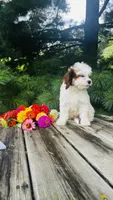 Milo, a male Cavalier King Charles Spaniel and Poodle - Miniature  for sale in Goshen, IN – 4 of 10