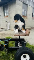 Eleanor, a female Bernese Mountain Dog for sale in Goshen, IN – 4 of 10