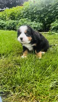 Summit, a male Bernese Mountain Dog for sale in Goshen, IN – 5 of 10