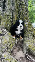 Callahan, a male Bernese Mountain Dog for sale in Goshen, IN – 8 of 10