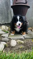 Baron, a male Bernese Mountain Dog for sale in Goshen, IN – 4 of 10