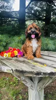 Maddie, a female Cavalier King Charles Spaniel and Poodle - Miniature  for sale in Goshen, IN – 8 of 10
