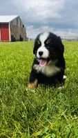 Montgomery, a male Bernese Mountain Dog for sale in Goshen, IN – 6 of 10